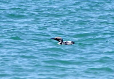 Прикрепленное изображение: zb19.jpg